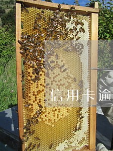 信用卡逾期还清 多的钱 信用卡逾期还清 多的钱